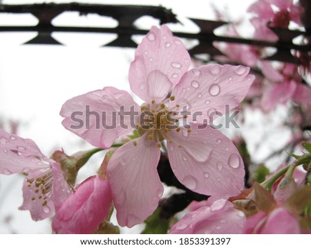 a closeup of a pink-white sakura flower