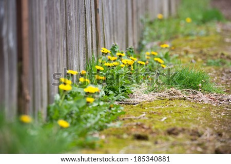 Dandelion Weeds Growing Along Sidewalk and Fence