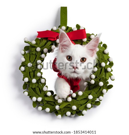 adorable solid white Maine Coon cat kitten, sitting with head trought chistmas wrath wearing a red bow tie with bells. Looking towards camera. isolated on white background.