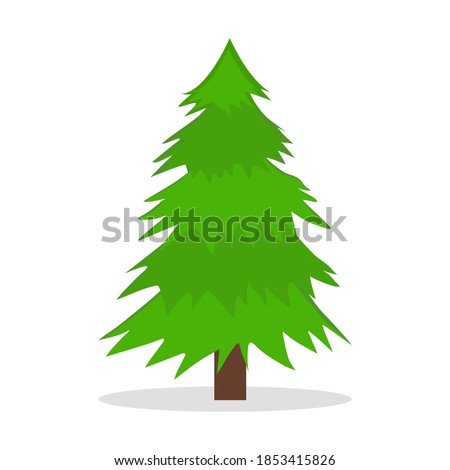 Pine or Christmas tree. Isolated on white background
