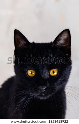 Portrait of a cute black kitten with orange eyes