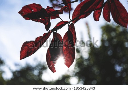 Sunlight shining through red leaves at the end of a branch
