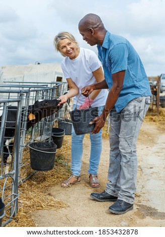 Male and female farmers feeding calves in outdoors stail