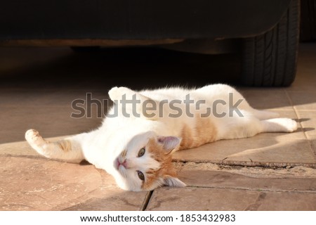 Cat laying down on the floor behind the car in the sun. Concept of cat behaviour in the winter that they need a cosy place to keep them warmer. 