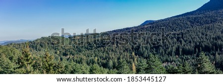 Landscape panorama during the sunny day in the pine forest