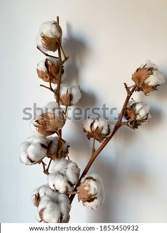 Two dry wooden cotton plant branches with white fluffy cotton flowers close up isolated on white background