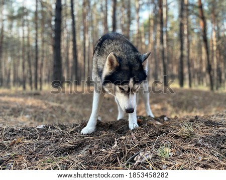 The wolf stands in the forest. Close-up photo