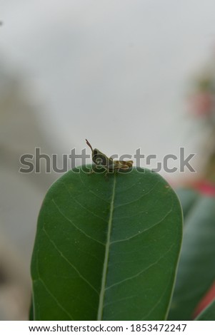 grasshopper Lacostu magrarotia in green leaf nature. Makro picture. Animal. Object