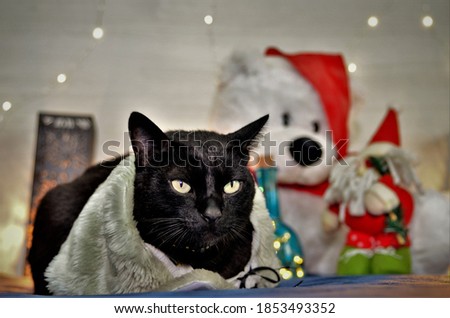 Peaceful look of a bobtail black cat in Christmas decoration