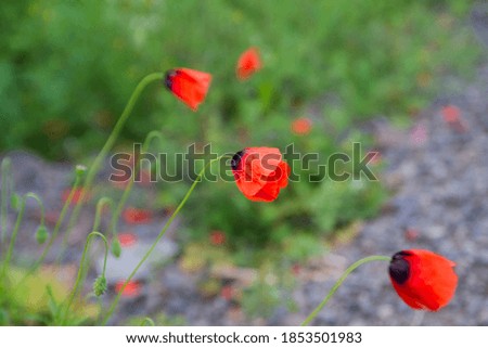 Poppy flowers, close shot, spring time