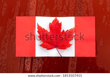 Closeup of real maple leaf on Canadian flag. Symbol of Canada. Concept about symbols, nature and politics.