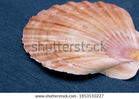 seashell on colored fabric background