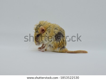 Soft focus of The fat tailed gerbil that was thin and hair had fallen due to illness for several months.
