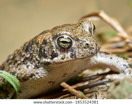 A Natterjack toad. Epidalea calamita