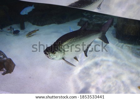 Picture of a fish in aquarium 