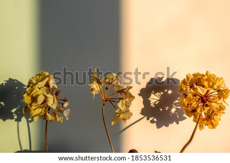 dried and withered flowers with green and yellow light on wall
