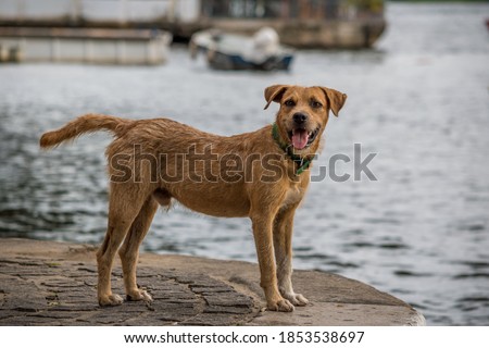 Local mutt dog on the banks of the Paraguaçu river in the city of Cachoeira, Brazil Royalty-Free Stock Photo #1853538697