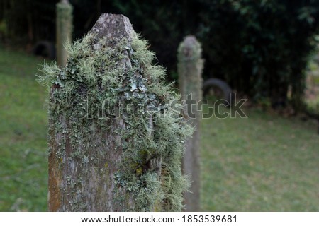 Wooden tip with moss and shades of brown and gray colors all over its surface, beautiful detail of nature