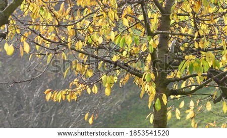 leaves of cherry tree in autumn with diffuse background in afternnon light near Titterten. HC Switzerland
