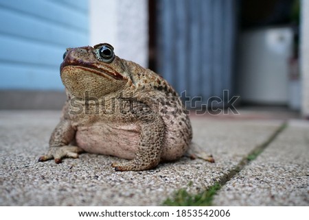 A large aga toad, Bufo marinus, is sitting in the garden infront of a shed, low angle view
