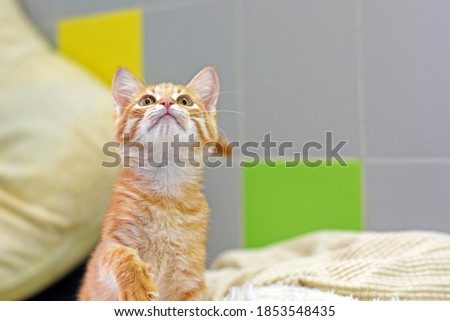 portrait of a beautiful ginger kitten on a light background. Red-headed cat.