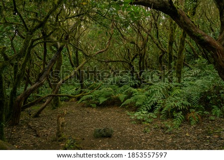 Trail Anaga Rural Park named El Pijaral. Evergreen laurel forest with moss and  ferns. Tenerife, Canary Island, Spain, Europe