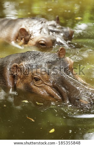 Hippopotamus are looking for food.