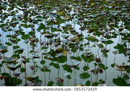 Green Lotus leaves and shadows on water face in ponds landscape  in peaceful and quiet.