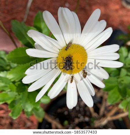 A daisy with flies and earwigs eating pollen on a beautiful fall day. A small grassland plant that has flowers with a yellow disk and white rays. It has given rise to many ornamental garden varieties.
