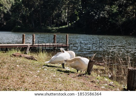 A White swans on a lake in winter in Thailand
