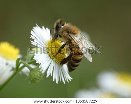 A closeup shot of a hairy bee collecting pollen from a common daisy flower