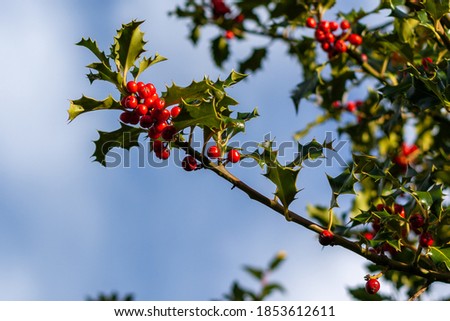 Branch of a holly tree with berries Royalty-Free Stock Photo #1853612611