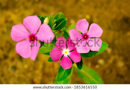 Triple Pink Flower Group, Beautiful.