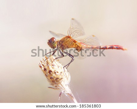 a red dragonfly isolated on a soft background