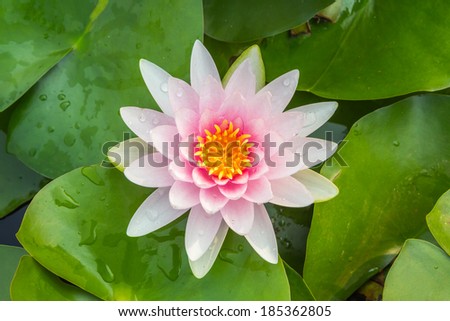 Pink beautiful waterlily or lotus flower in pond