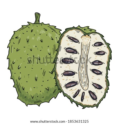 Illustration of a whole fruit soursop and a sliced piece. Color drawing isolated on white background. Doodle style.
