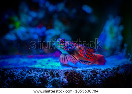 Mandarinfish or Mandarin dragonet (Synchiropus splendidus) isolated on a reef tank with blurred background Royalty-Free Stock Photo #1853638984