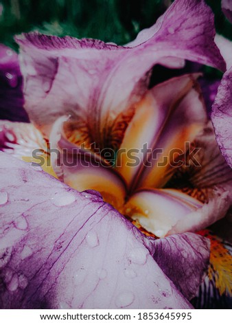 A vertical shot of an iris covered with dew drops