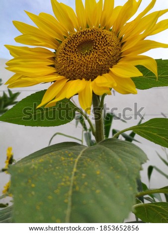 Natural sunflower - natural picture