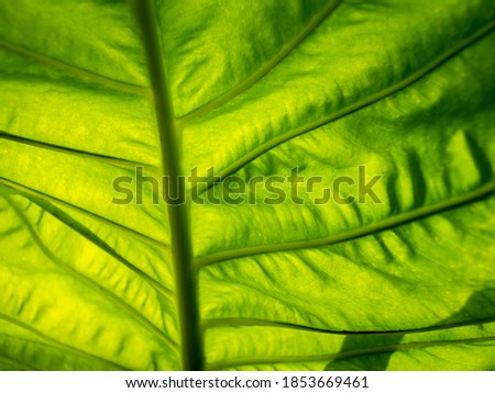 The Abstract of Elephant Climber Leaf behind The Sun Light