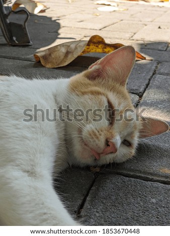 Cute domestic cat laying around