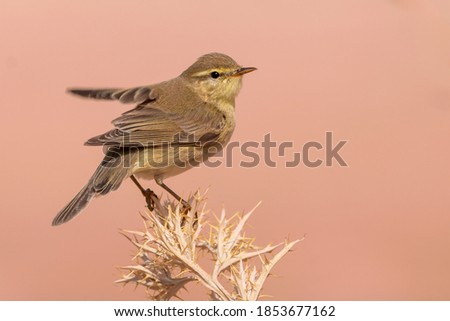 A closeup shot of a cute little willow warbler on a branch about to fly