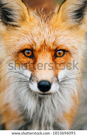 Close up macro of a small wild fox on the road. Stunning detail and eyes. 