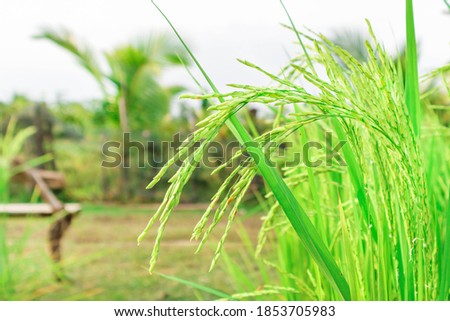 Closeup of paddy rice field at Krabi, Thailand.
