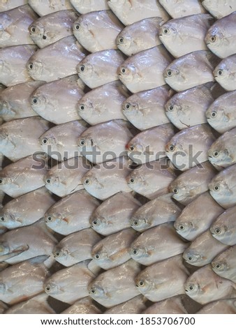  Fresh fish arranged neatly in supermarket. Suitable to be used for anything about fresh seafood. 