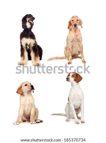 Four dogs of different races sitting isolated on white background 