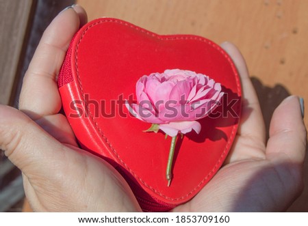 Close-up of two hands holding a beautiful pink rose lying on a red purse in the shape of a heart. The concept of love and a romantic gift for Valentine's day.