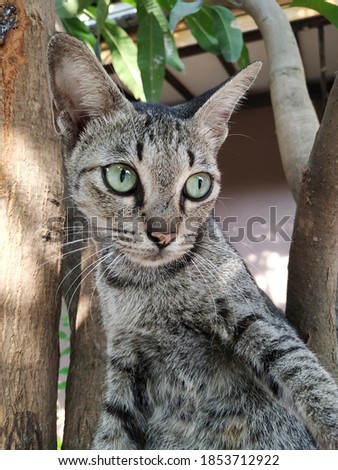 a cat on the mango tree, with a sharp look forward