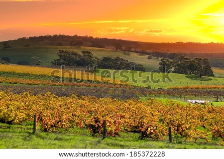 Barossa Valley Vineyards