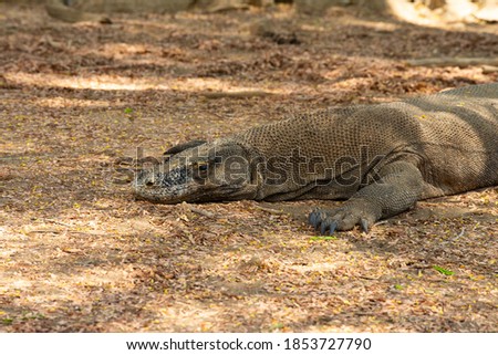 Komodo dragon looking into camera lying down in shade